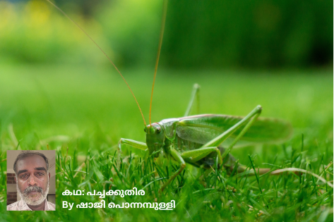 പച്ചക്കുതിര story by shaji ponnumpulli